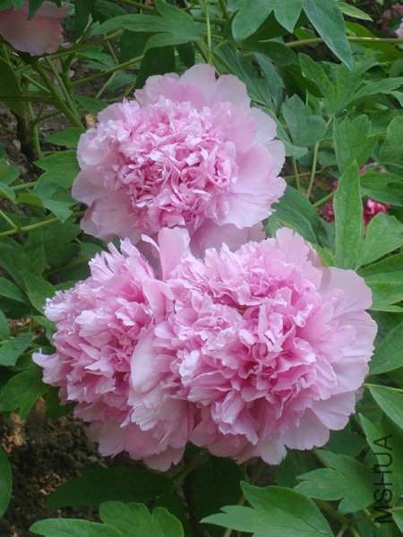 DSC00181.jpg