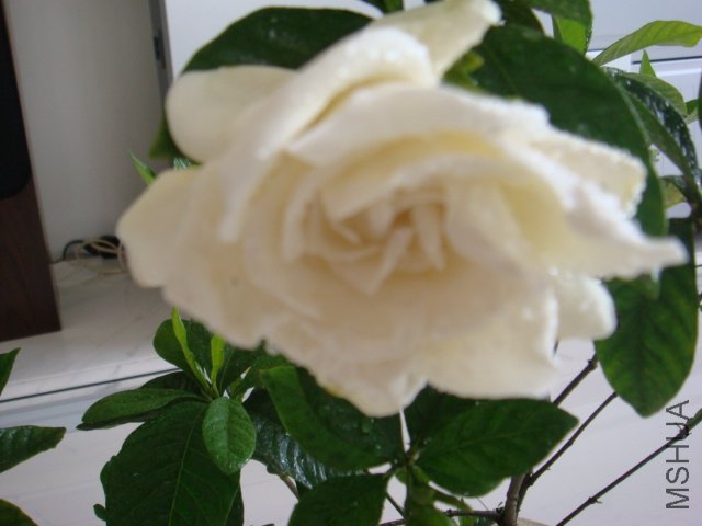 DSC00399.JPG