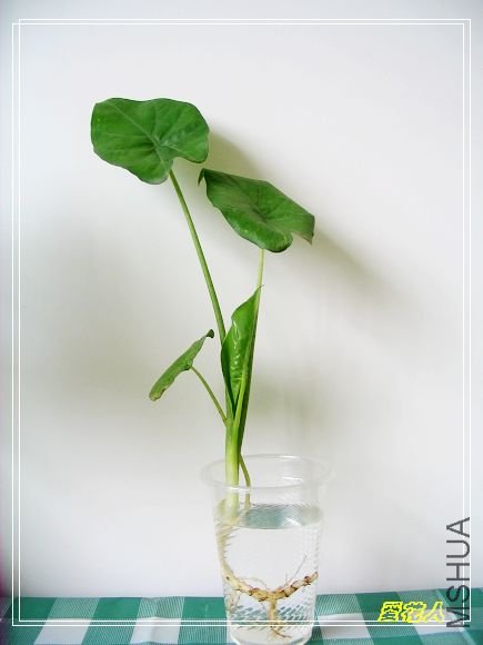 �ҵ�ª�����ڻ�԰20090725 031.jpg