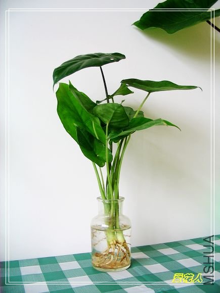 �ҵ�ª�����ڻ�԰20090725 033.jpg