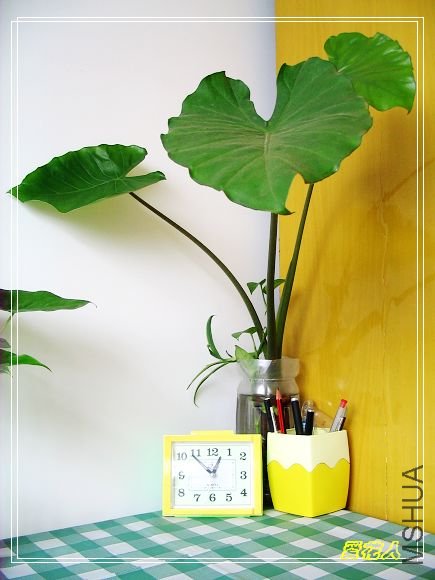 �ҵ�ª�����ڻ�԰20090725 034.jpg