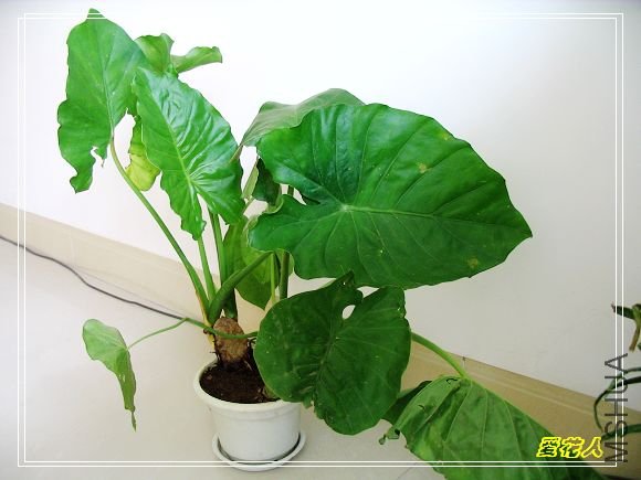 �ҵ�ª�����ڻ�԰20090725 035.jpg