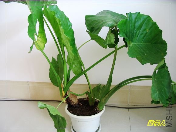 �ҵ�ª�����ڻ�԰20090725 036.jpg