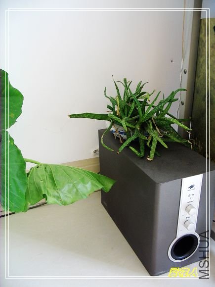 �ҵ�ª�����ڻ�԰20090725 037.jpg