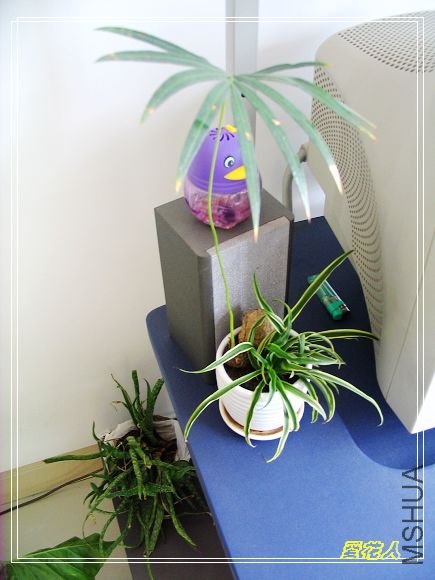 �ҵ�ª�����ڻ�԰20090725 038.jpg