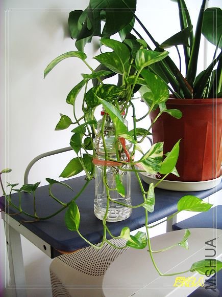 �ҵ�ª�����ڻ�԰20090725 039.jpg