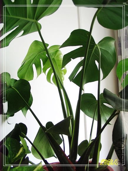 �ҵ�ª�����ڻ�԰20090725 040.jpg