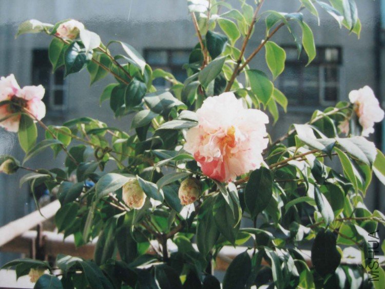 ��ܽ�� 001.jpg