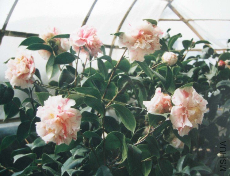 ��ܽ�� 002.jpg