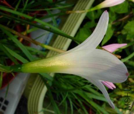 24. H.John Fellens H21.jpg