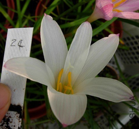 24. H.John Fellens H21����.jpg