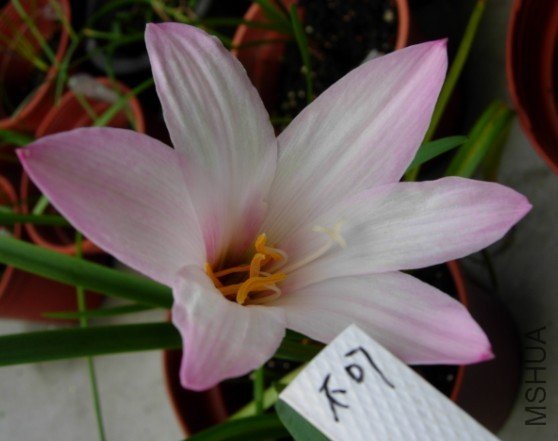 Habranthus Cherry Pink.jpg