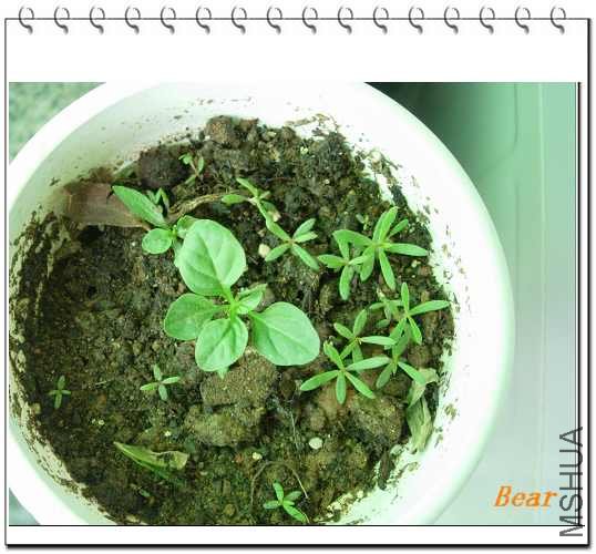 ��ӣ�ҵ�С�磨��֪��������û�����������֣����Ա�С��Ҷ�����Լ�ð������̫����С��