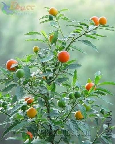 ������һ������ͼƬ����ӣ��Ҳ�Ǻ�Ư����