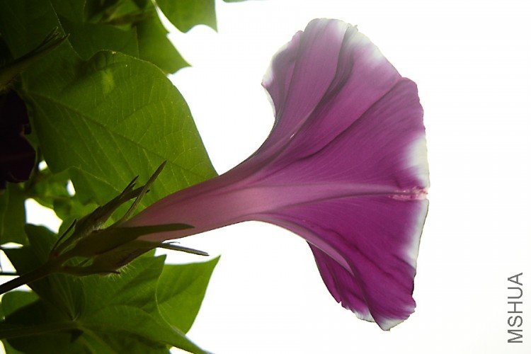 DSC08732-.jpg