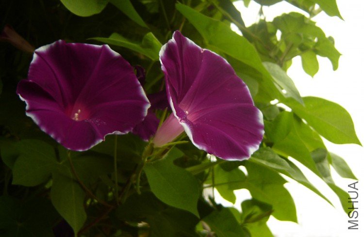 DSC08726-.jpg