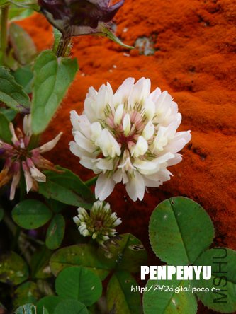 �׻���Ҷ��