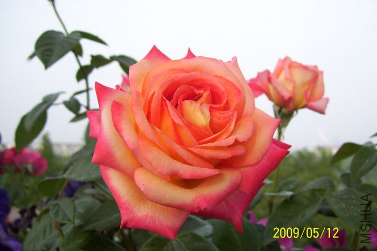 Ħ�ɸ繫��4.jpg