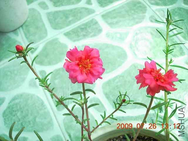 ��ɫ�������Ӷ��ҿ����ˣ�ȦȦ��