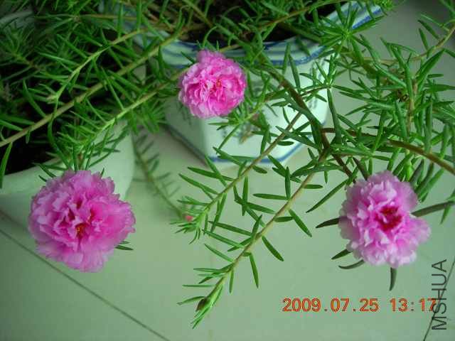 �����Ļ����Ƕ�����