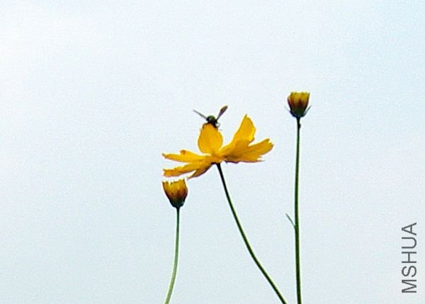 �𼦾�5.jpg