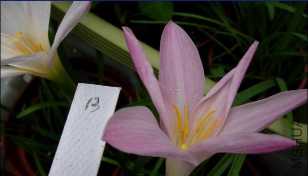 13. Z. Twinkle A.jpg