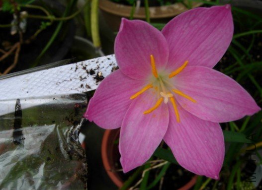 Zephyranthes . Macrosiphon.jpg