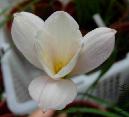 Zephyranthes . Bayberry Bells.jpg