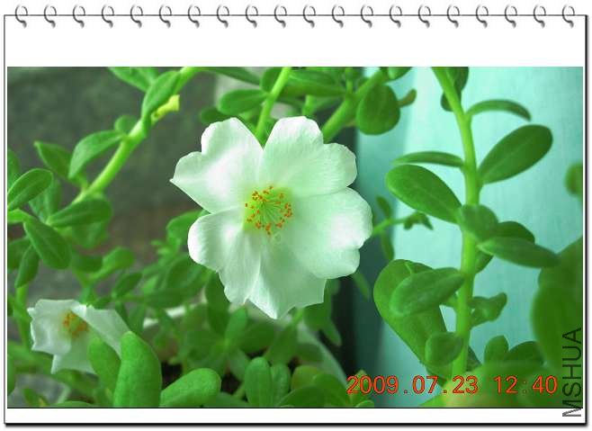 ��ɫ���ǳ��ڿ죬ÿ�춼����10������