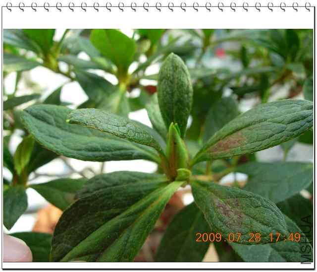 СҶ�ž黨����֦ͷ������8�µ��ܼ�����ȥ�����