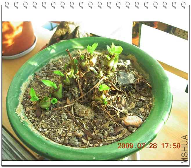 ������ͷ�ĵ���