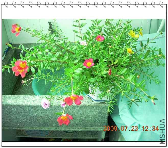 Ҳ����ԲҶ��̫��������