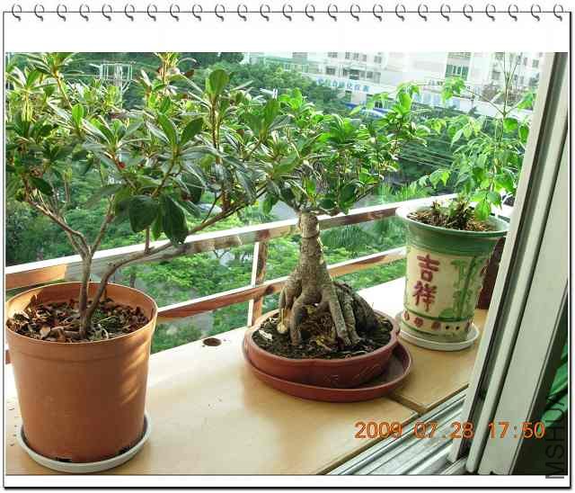 ��������õĴ��⻨��