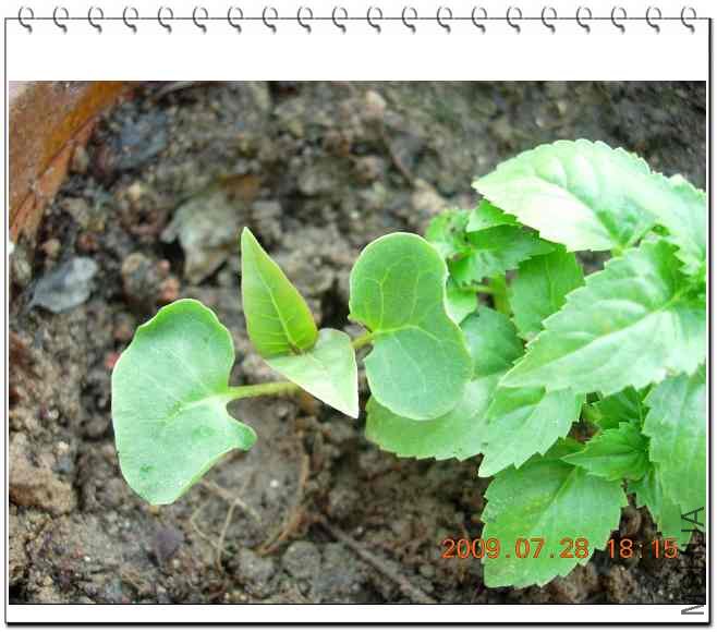 ������������һ��������/���׻����ӣ�ò���кܶ����֣�����������ͳ�����