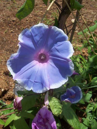 100_6454.JPG