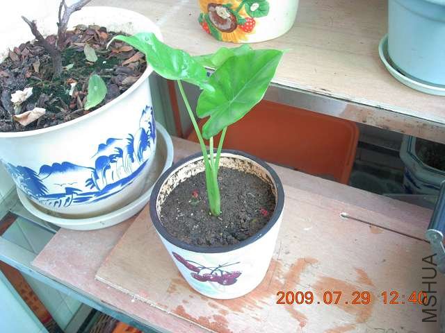 ��15CM�ߣ���ƬҶ�ӣ�����ͦ�ɰ�