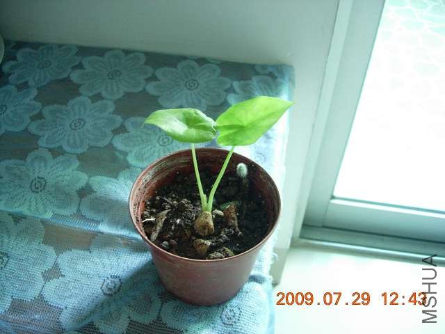 ��ø�С����С���ԷŴ�̨����