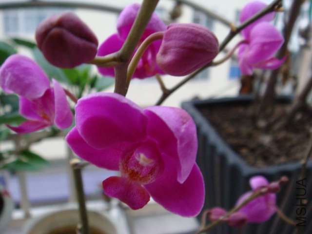 DSC00652.JPG