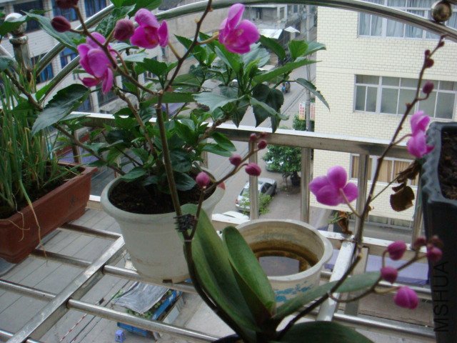 DSC00650.JPG