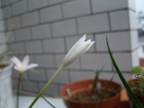 ����ǰ�ɫ��