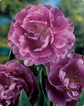 lilac perfection��������4.jpg