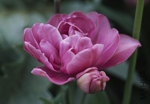 lilac perfection��������6.jpg