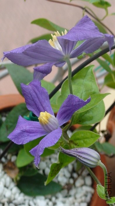 �����Ƕȿ���! ���ǰ�������ȥ������Ч��.