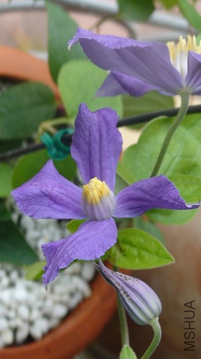 �����仨����дһ��!