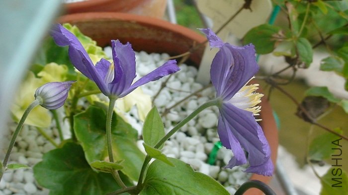 ��һ�Ƕ�! ����̽ͷ��ȥ���ӵ�Ч��.