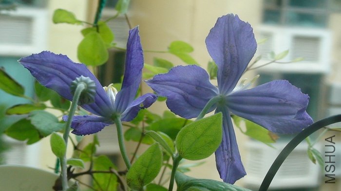 7-25��, �����˵������ĵ����仨! �ȿ���Ӱ��! ���Ǹ�������Ч��.