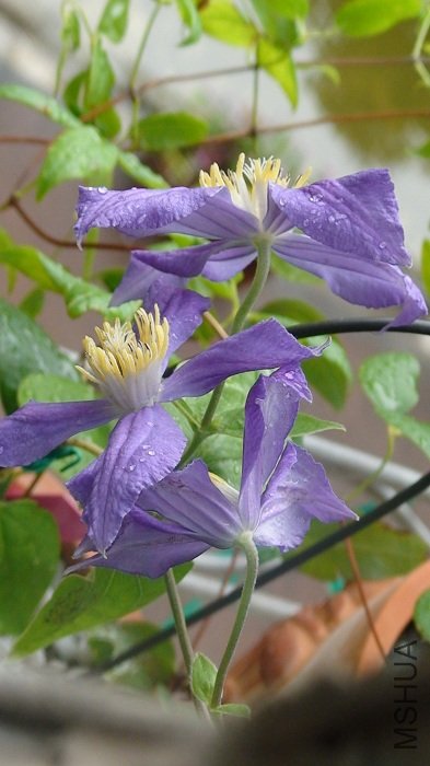 7-27��, �������ĵ��Ķ�Ҳ��������! ����ÿ�����ɫ��Ũ��֮��!