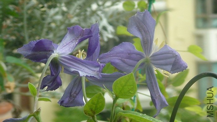 �����ű�Ӱ, ��������ؿ�������ȫ����ȫ��!