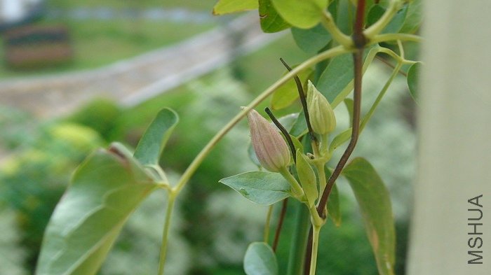 �µ�һ�Ի�������ɫ��! ������һ֦�Ļ���, ��������������Ӧ������10������!