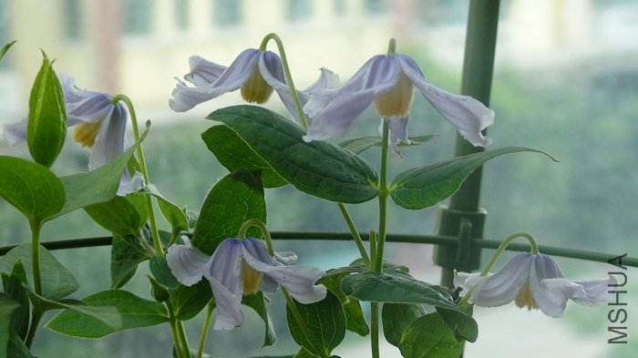 7-4��ǿ����, �Ѿ������������С��ѿ���úܿ�, 7-20��, �ͽ�����֦������Сʢ����!